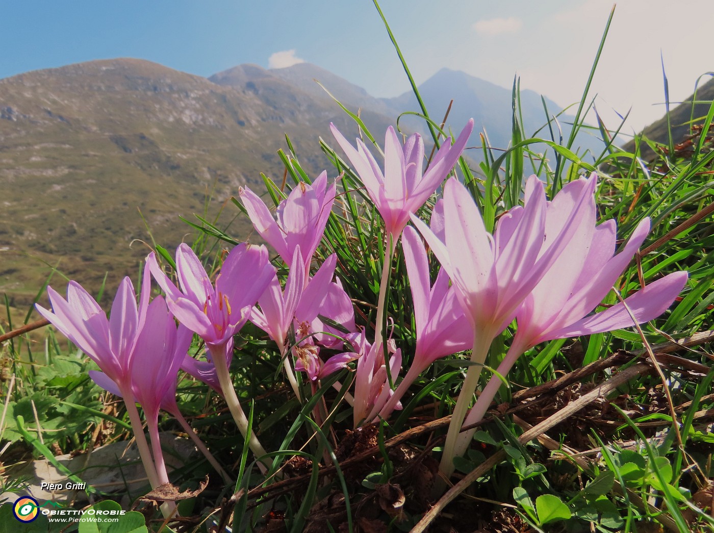 05 Colchicum autumnale (Colchico d'autunno) con vista sulle cime Foppazzi e Grem.JPG